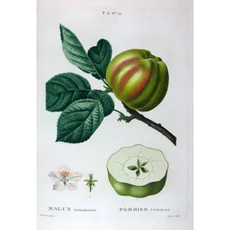 Antique Botanical Print – Pancrace Bessa – Striped apple