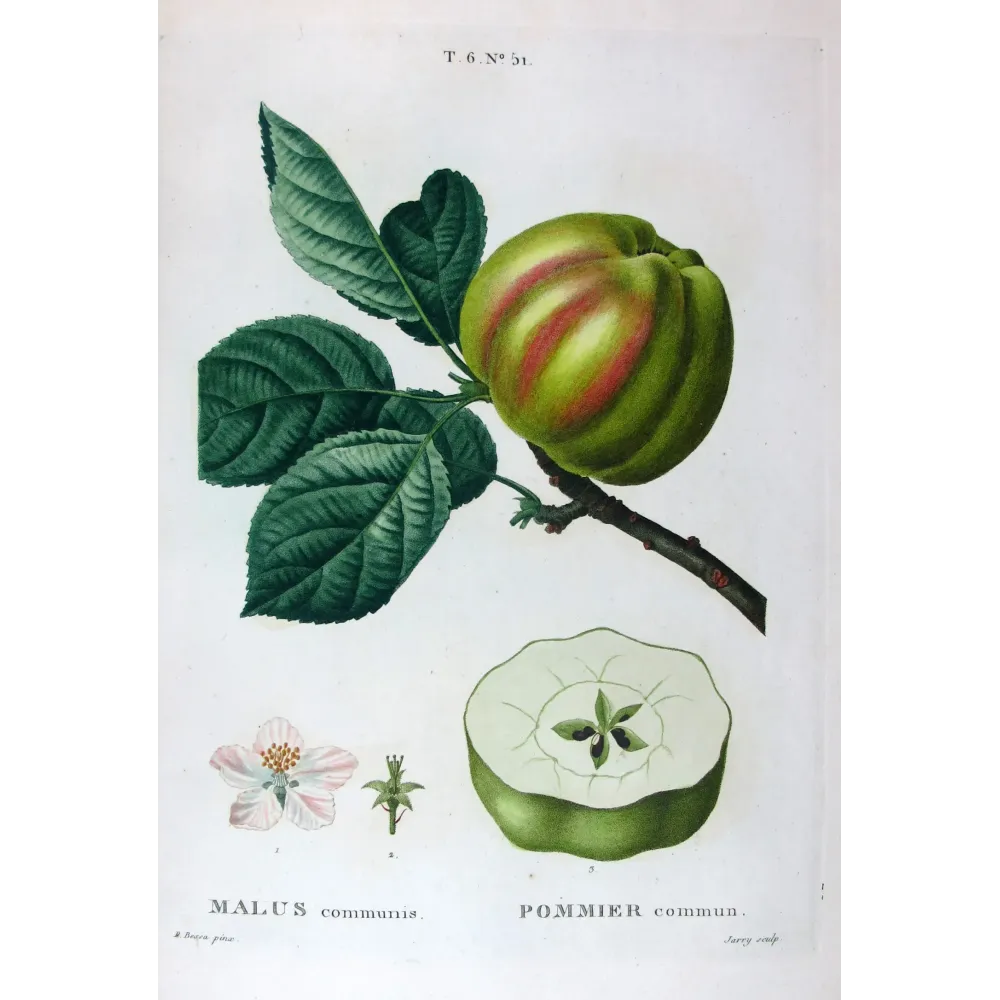 Antique Botanical Print – Pancrace Bessa – Striped apple