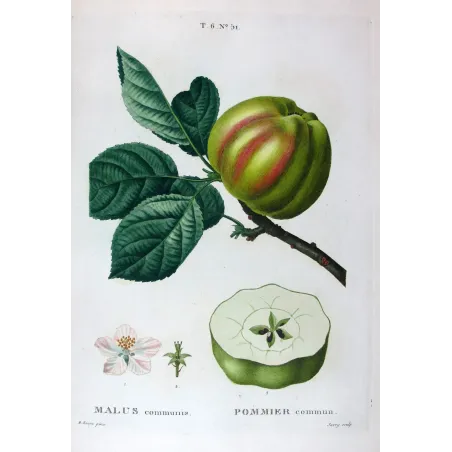 Antique Botanical Print – Pancrace Bessa – Striped apple