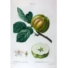Calville Blanche Apple (Malus communis) – Original Hand-Colored Engraving by Pancrace Bessa (c. 1801–1819)