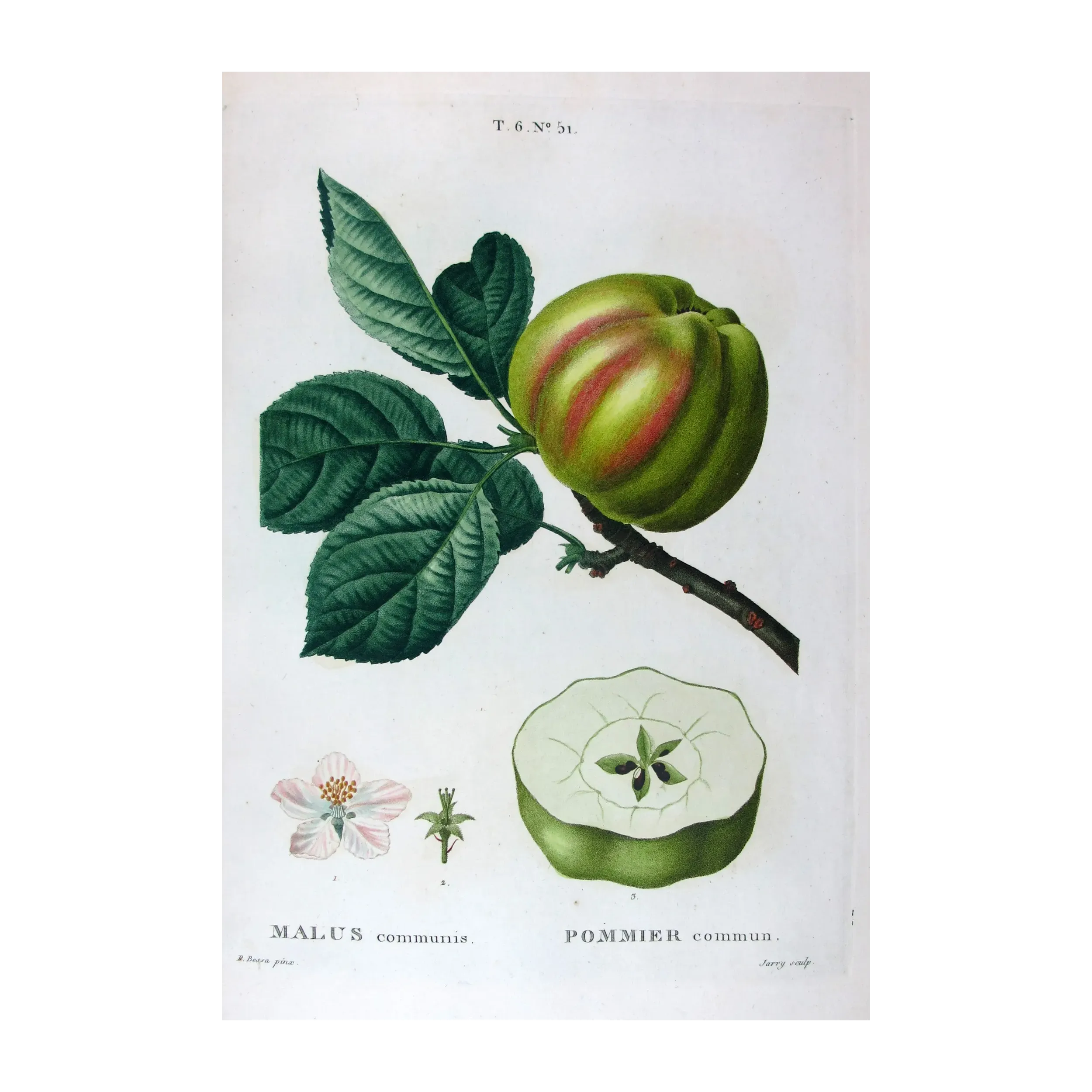 Antique Botanical Print – Pancrace Bessa – Striped apple