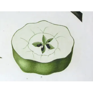 Antique Botanical Print – Pancrace Bessa – Striped apple