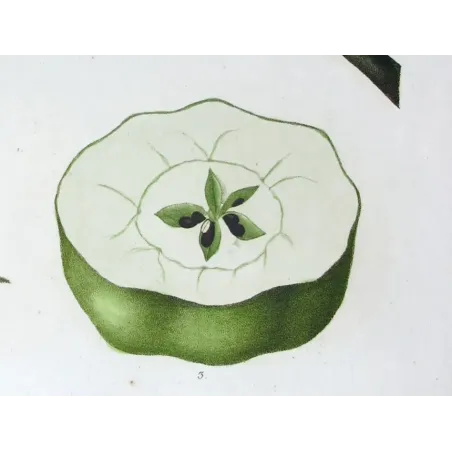 Antique Botanical Print – Pancrace Bessa – Striped apple