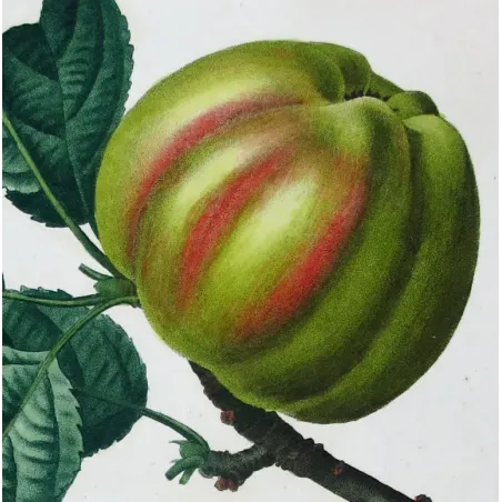 Antique Botanical Print – Pancrace Bessa – Striped apple