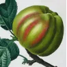 Calville Blanche Apple (Malus communis) – Original Hand-Colored Engraving by Pancrace Bessa (c. 1801–1819)