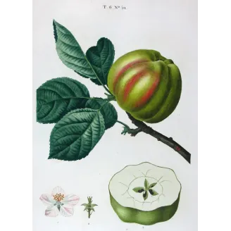 Antique Botanical Print – Pancrace Bessa – Striped apple