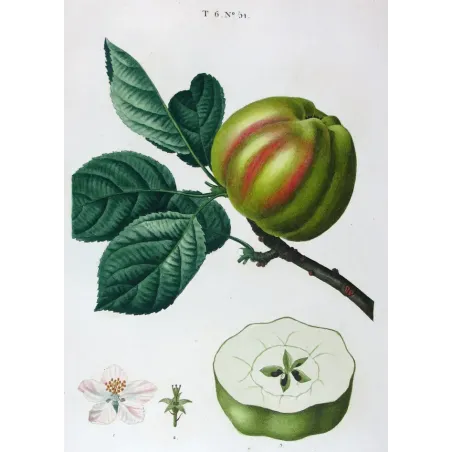 Antique Botanical Print – Pancrace Bessa – Striped apple