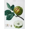 Calville Blanche Apple (Malus communis) – Original Hand-Colored Engraving by Pancrace Bessa (c. 1801–1819)