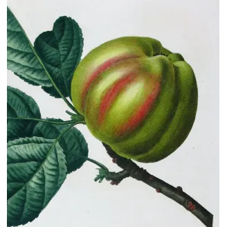 Antique Botanical Print – Pancrace Bessa – Striped apple
