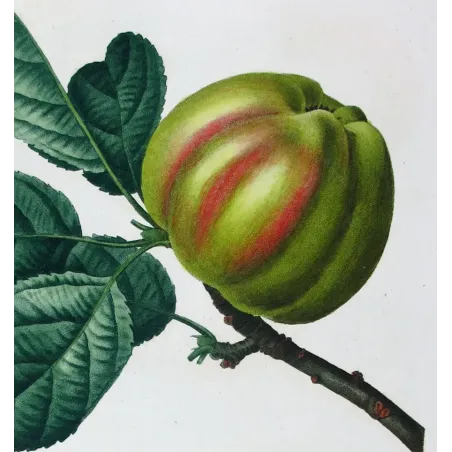 Antique Botanical Print – Pancrace Bessa – Striped apple