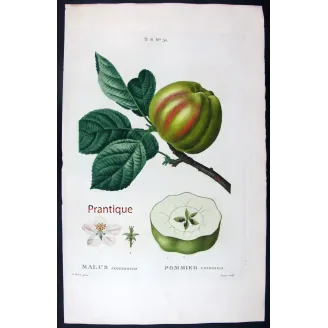 Antique Botanical Print – Pancrace Bessa – Striped apple