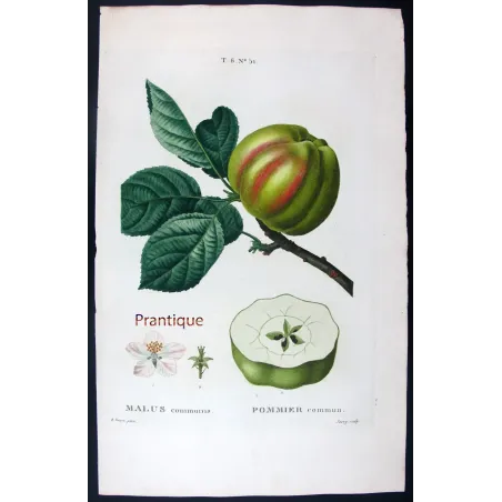 Antique Botanical Print – Pancrace Bessa – Striped apple