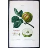 Calville Blanche Apple (Malus communis) – Original Hand-Colored Engraving by Pancrace Bessa (c. 1801–1819)