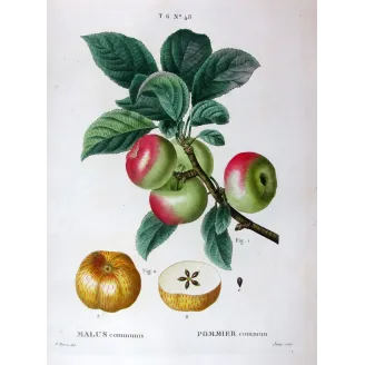 Antique Botanical Print – Pancrace Bessa – Clustered apples