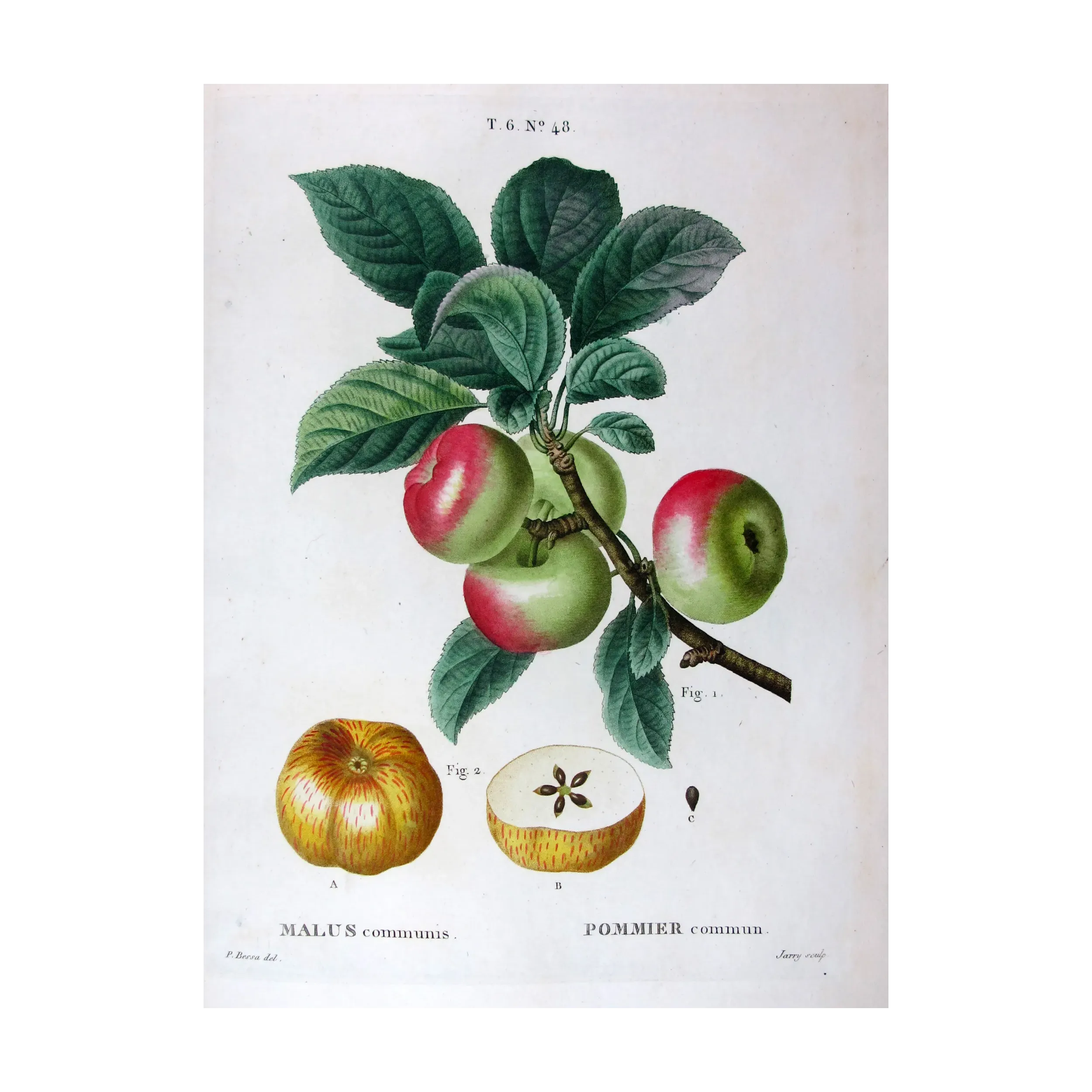 Antique Botanical Print – Pancrace Bessa – Clustered apples