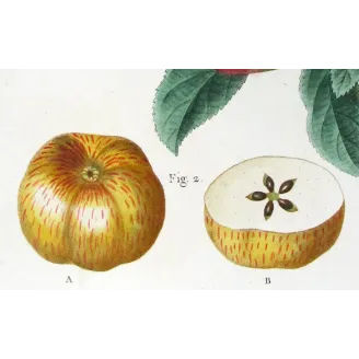 Antique Botanical Print – Pancrace Bessa – Clustered apples