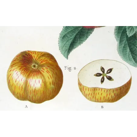 Antique Botanical Print – Pancrace Bessa – Clustered apples