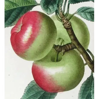 Antique Botanical Print – Pancrace Bessa – Clustered apples