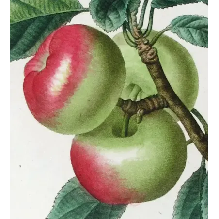Antique Botanical Print – Pancrace Bessa – Clustered apples