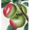 Pommier d’Apis (Malus communis) – Original Hand-Colored Engraving by Pancrace Bessa (c. 1801–1819)
