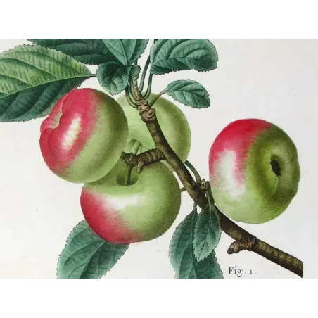 Antique Botanical Print – Pancrace Bessa – Clustered apples