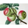 Pommier d’Apis (Malus communis) – Original Hand-Colored Engraving by Pancrace Bessa (c. 1801–1819)