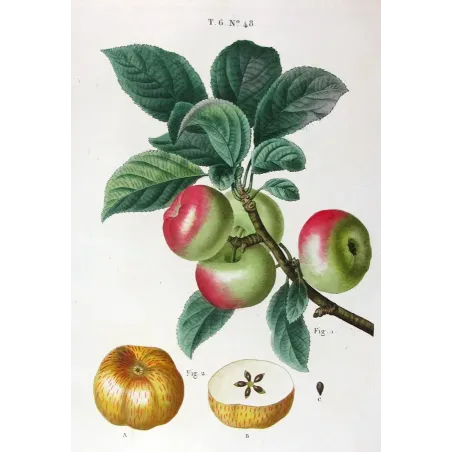 Antique Botanical Print – Pancrace Bessa – Clustered apples