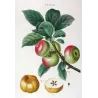 Pommier d’Apis (Malus communis) – Original Hand-Colored Engraving by Pancrace Bessa (c. 1801–1819)