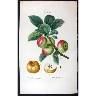Antique Botanical Print – Pancrace Bessa – Clustered apples