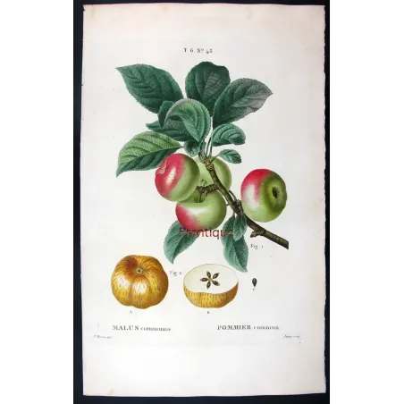 Antique Botanical Print – Pancrace Bessa – Clustered apples