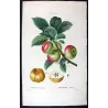 Pommier d’Apis (Malus communis) – Original Hand-Colored Engraving by Pancrace Bessa (c. 1801–1819)