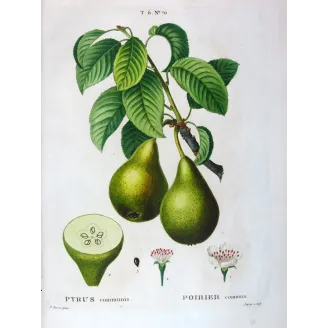Antique Botanical Print – Pancrace Bessa – Green pears
