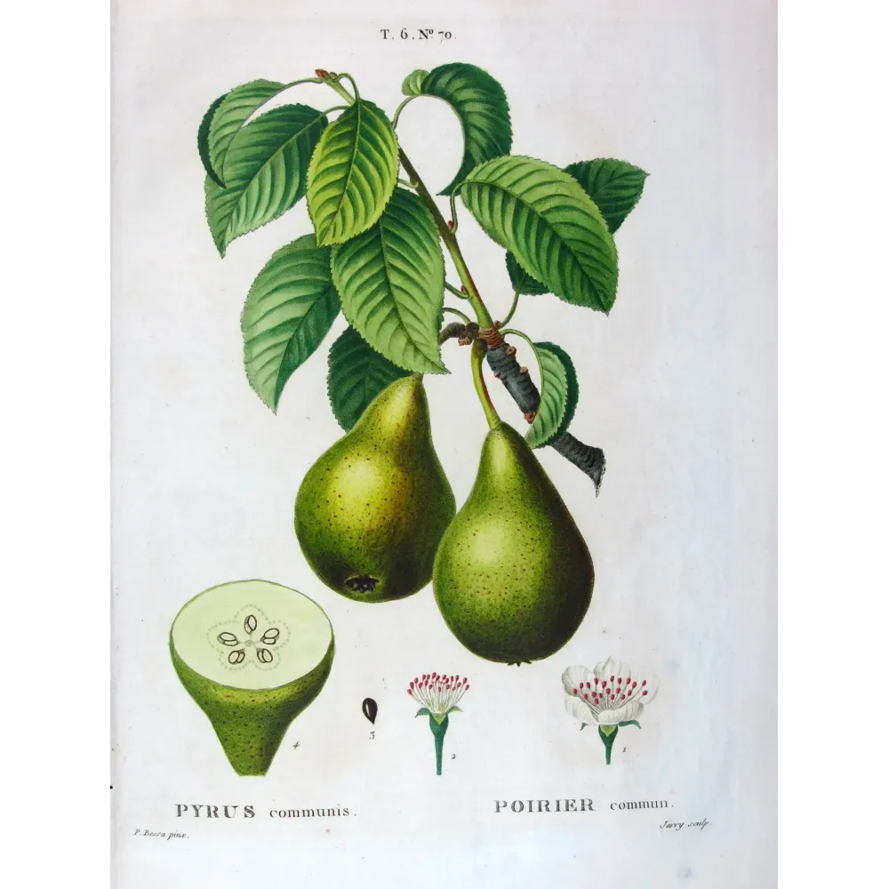 Antique Botanical Print – Pancrace Bessa – Green pears