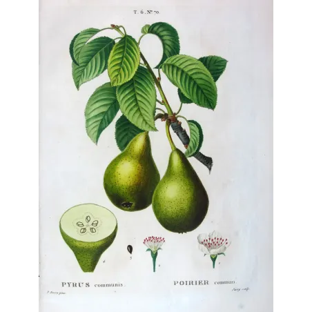 Antique Botanical Print – Pancrace Bessa – Green pears