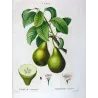Poirier d’Angleterre (Pyrus communis) – Original Hand-Colored Engraving by Pancrace Bessa (c. 1801–1819)