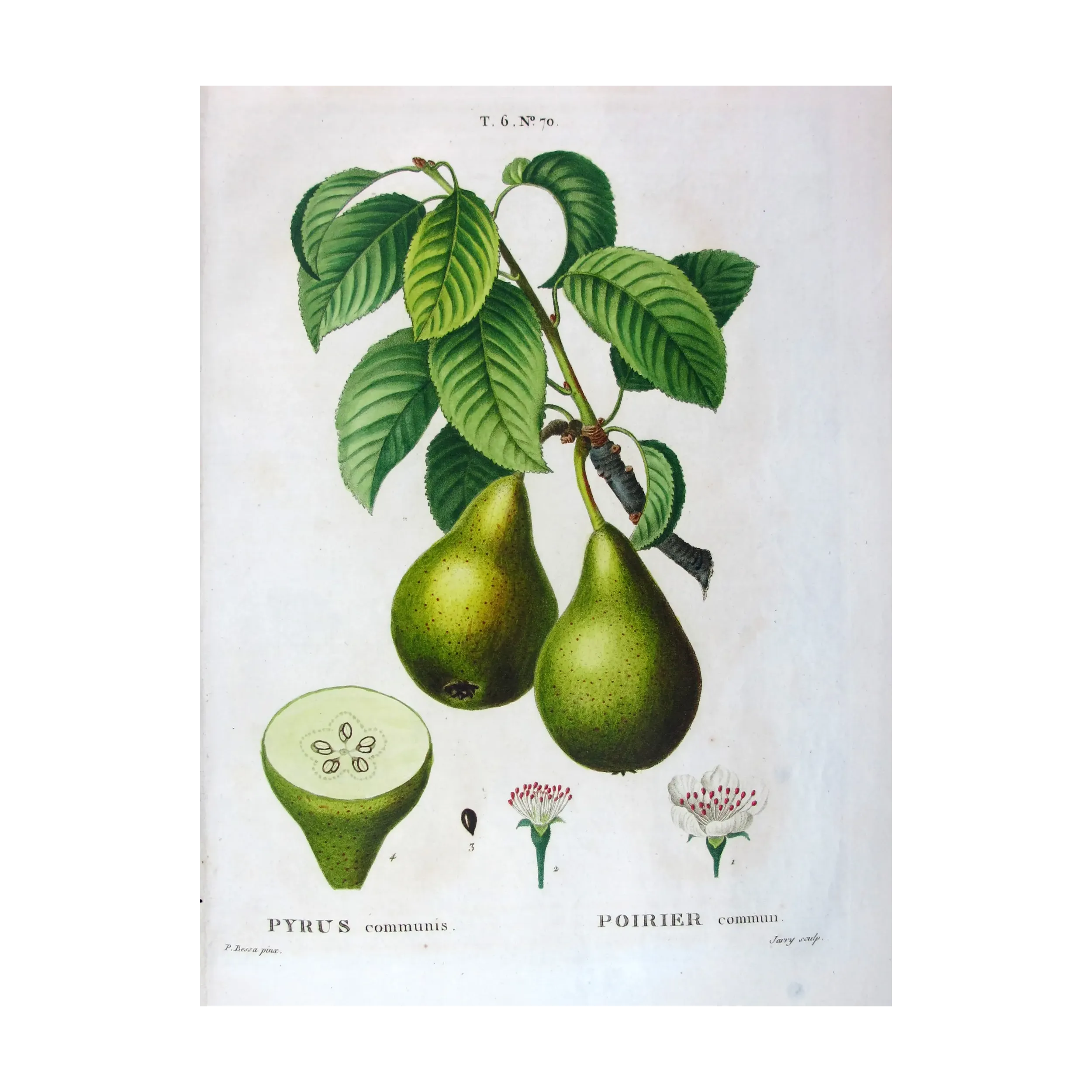 Antique Botanical Print – Pancrace Bessa – Green pears