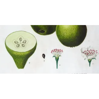 Antique Botanical Print – Pancrace Bessa – Green pears
