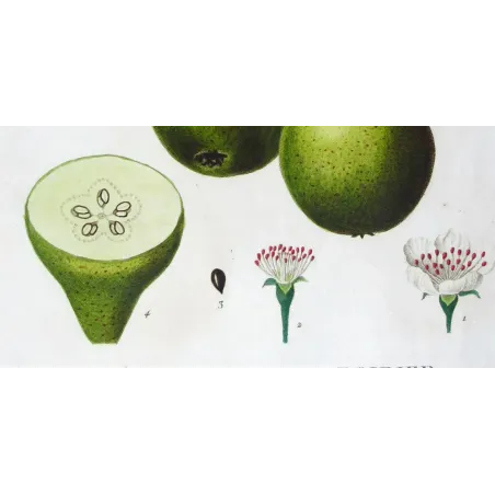Antique Botanical Print – Pancrace Bessa – Green pears