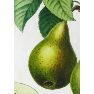 Antique Botanical Print – Pancrace Bessa – Green pears