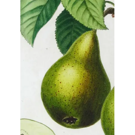Antique Botanical Print – Pancrace Bessa – Green pears