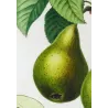 Poirier d’Angleterre (Pyrus communis) – Original Hand-Colored Engraving by Pancrace Bessa (c. 1801–1819)
