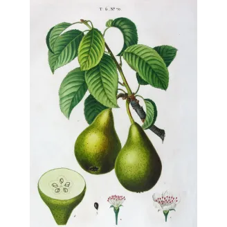 Antique Botanical Print – Pancrace Bessa – Green pears