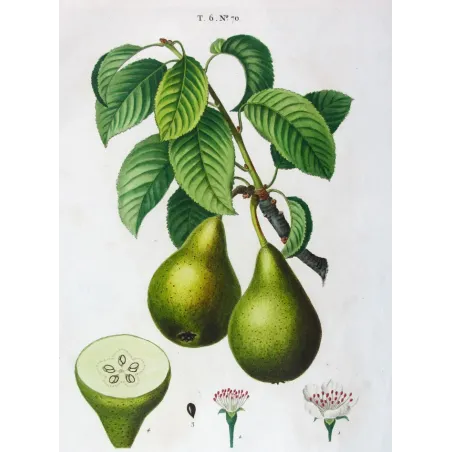 Antique Botanical Print – Pancrace Bessa – Green pears