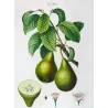 Poirier d’Angleterre (Pyrus communis) – Original Hand-Colored Engraving by Pancrace Bessa (c. 1801–1819)