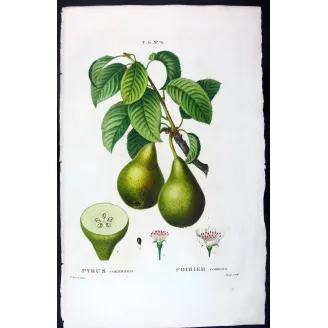 Antique Botanical Print – Pancrace Bessa – Green pears