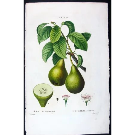 Antique Botanical Print – Pancrace Bessa – Green pears
