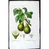 Poirier d’Angleterre (Pyrus communis) – Original Hand-Colored Engraving by Pancrace Bessa (c. 1801–1819)