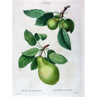 Antique Botanical Print – Pancrace Bessa – Common Pear