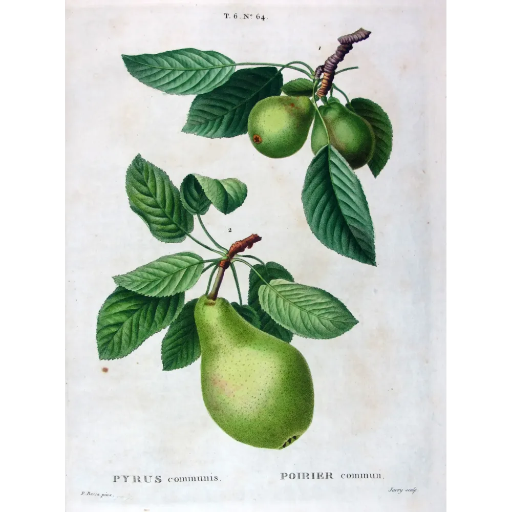 Antique Botanical Print – Pancrace Bessa – Common Pear