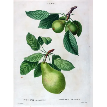 Antique Botanical Print – Pancrace Bessa – Common Pear